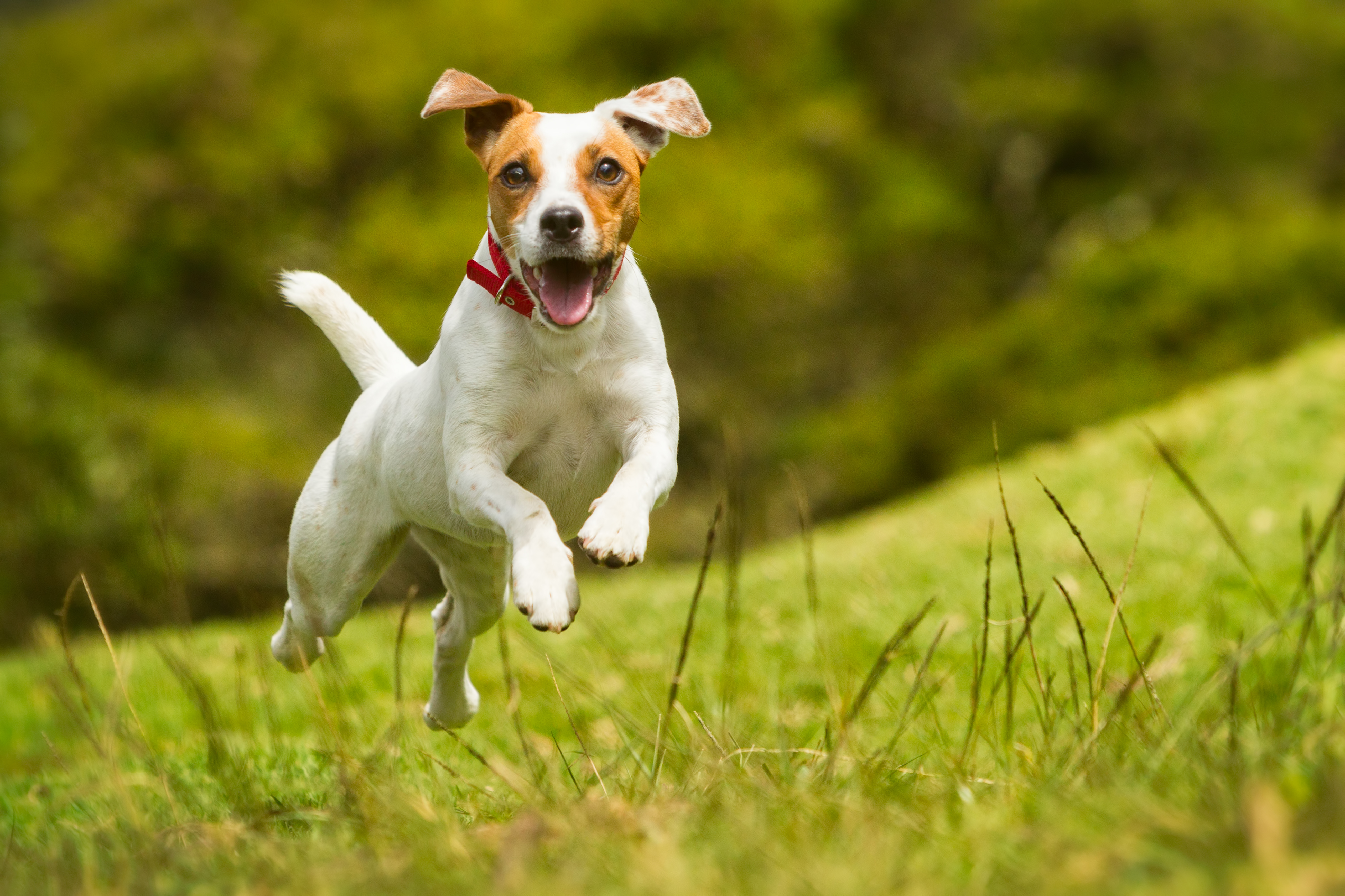 Jack Russell Terrier Breed Guide | Pet Insurance Review